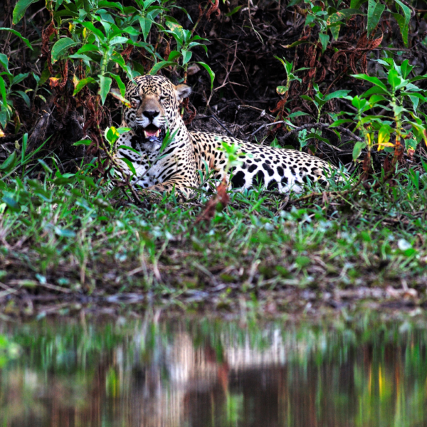 Jaguars of Pantanal Folklore and Indigenous Beliefs