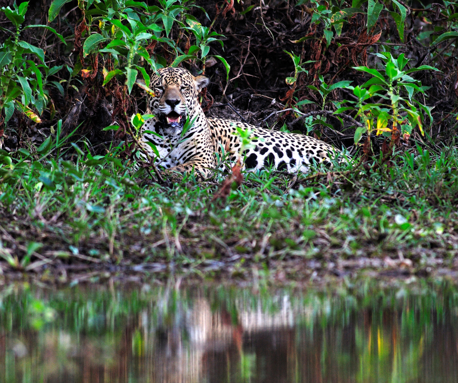 You are currently viewing Jaguars of Pantanal Folklore and Indigenous Beliefs