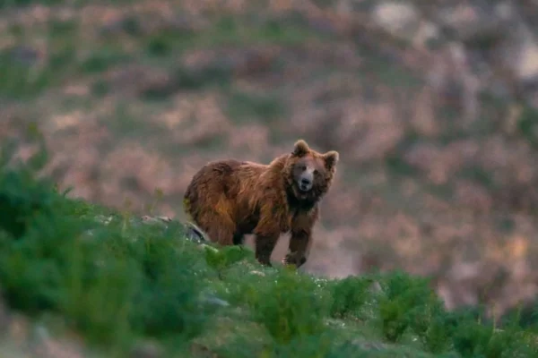Unveiling the Vital Role of Brown Bears in Dras’s Ecosystem