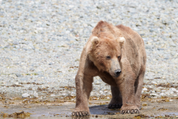 Myth vs. Reality: Dispelling Common Misconceptions About Brown Bears