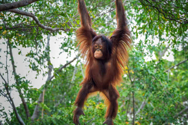 Exploring the Enigmatic Orangutans of Borneo: A Conservation Odyssey