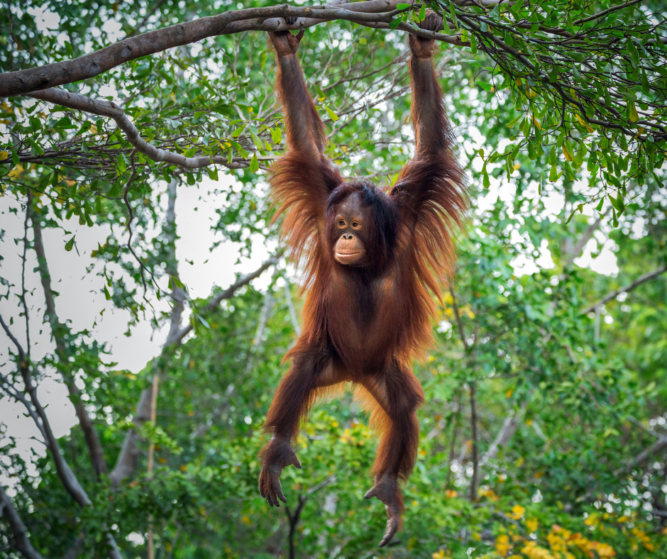 You are currently viewing Exploring the Enigmatic Orangutans of Borneo: A Conservation Odyssey
