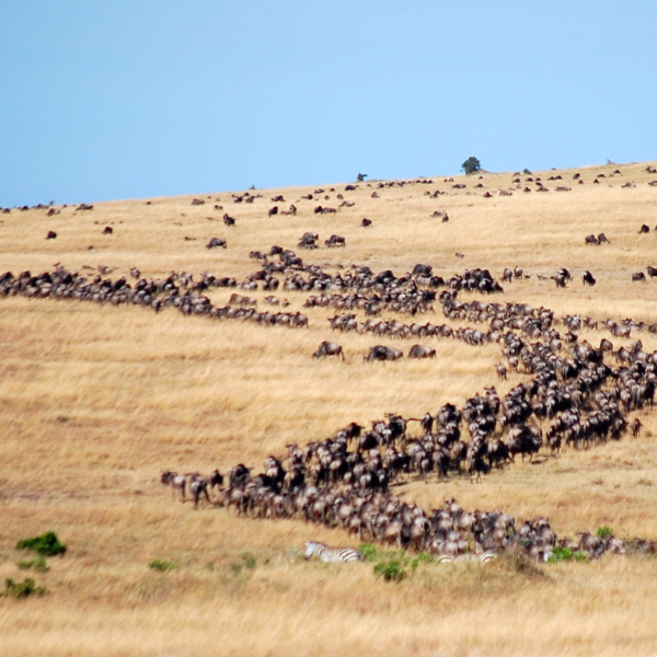 Witnessing the Spectacle: Exploring the Great Migration of African Wildlife