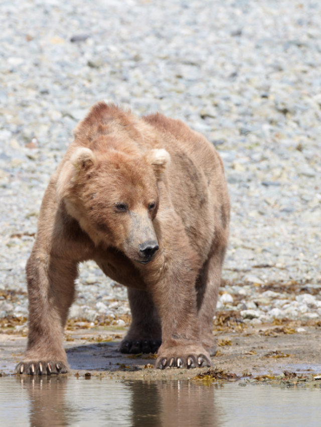 Myth vs. Reality: Dispelling Common Misconceptions About Brown Bears