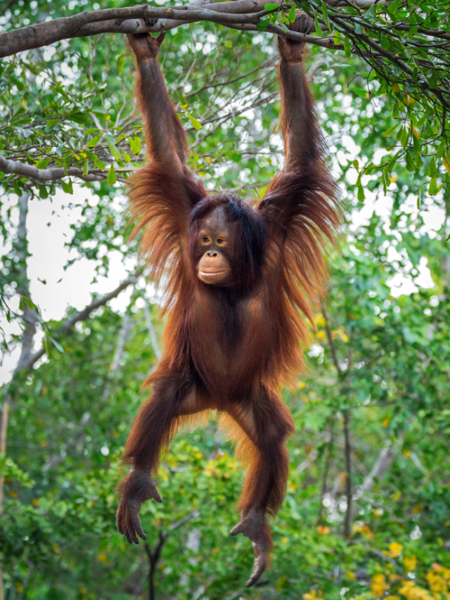 Exploring the Enigmatic Orangutans of Borneo: A Conservation Odyssey