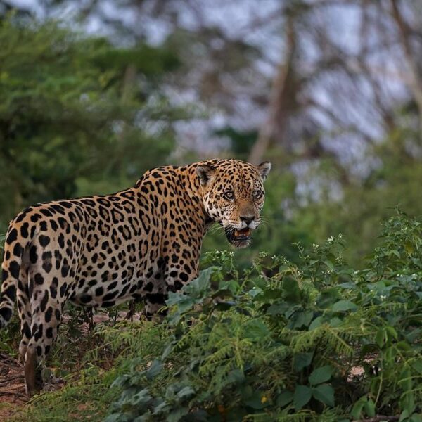 The Jaguars of Pantanal: Navigating a Changing Climate