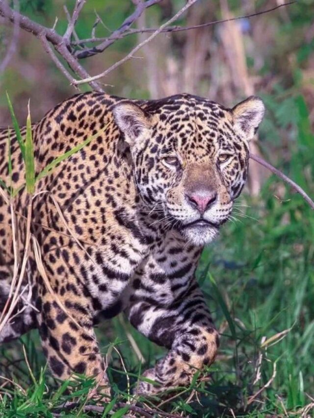 The Jaguars of Pantanal: Navigating a Changing Climate