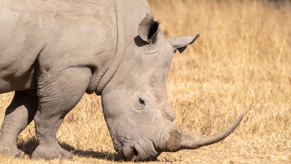 You are currently viewing Kenya’s Endangered Species: Conservation Efforts to Protect Wildlife