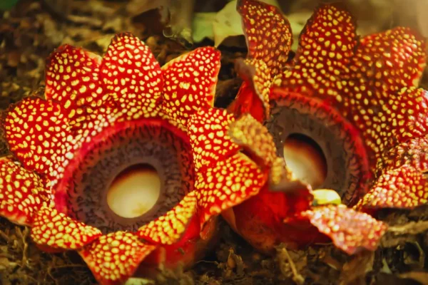 Flora of Borneo: The Rafflesia Flower and Other Botanical Marvels