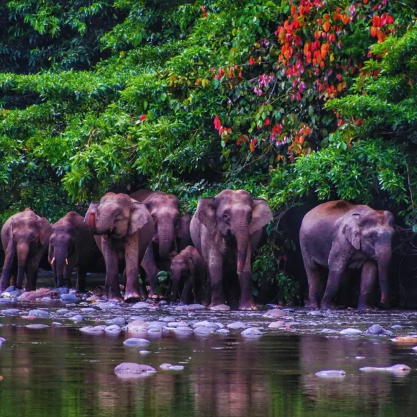 Wildlife of Borneo: Orangutans, Pygmy Elephants, and More