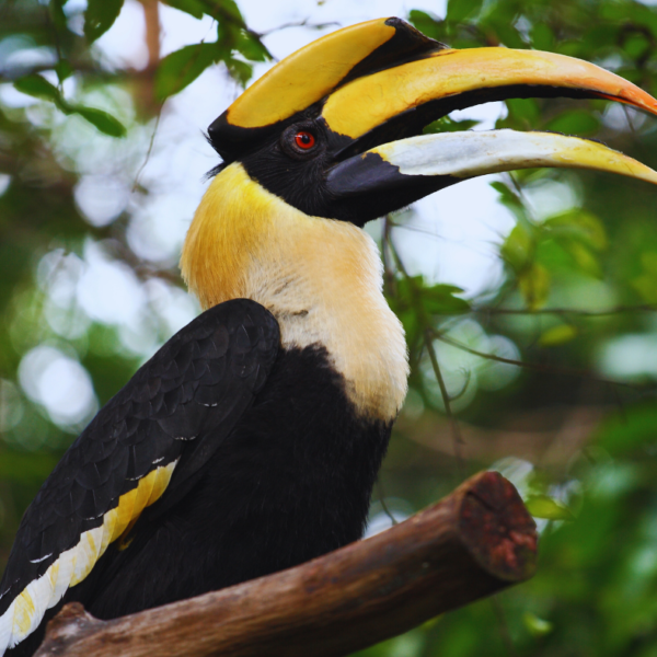 Birds of Borneo: An Avian Paradise