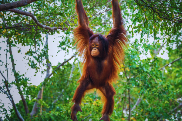Conservation in Action: Protecting Borneo’s Endangered Species