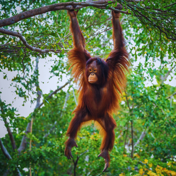 Conservation in Action: Protecting Borneo’s Endangered Species