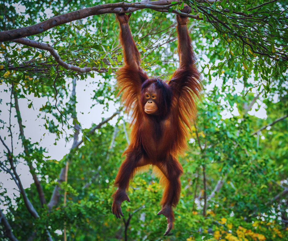 You are currently viewing Conservation in Action: Protecting Borneo’s Endangered Species