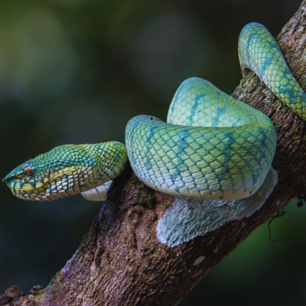 The Unique Amphibians and Reptiles of Borneo