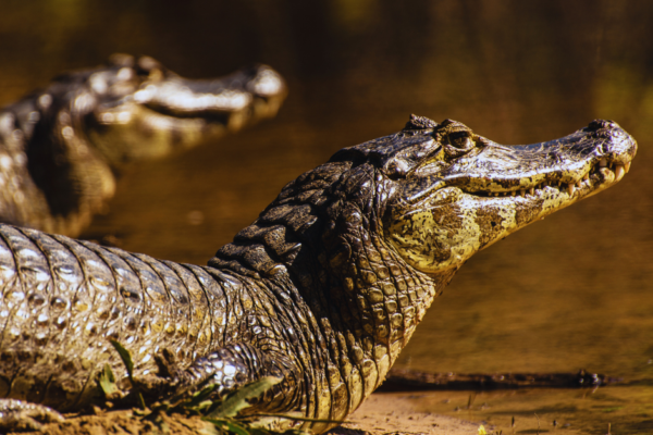 Exploring the Pantanal: Where Wildlife Reigns Supreme