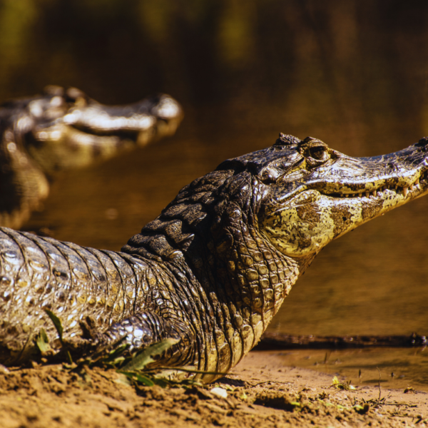 Exploring the Pantanal: Where Wildlife Reigns Supreme