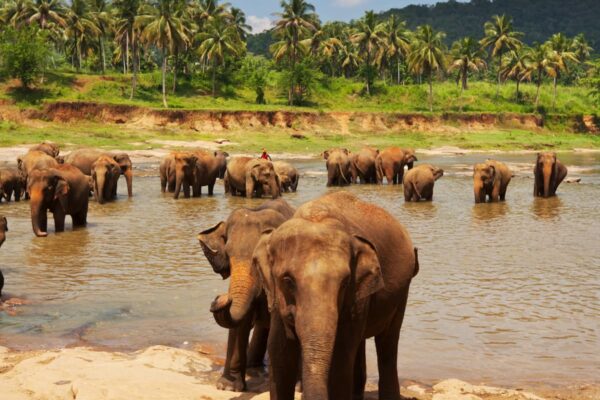 Encountering Elephants: Ethical Tours in Sri Lanka