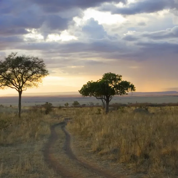 The Masai Mara Ecosystem: Understanding Its Complexity and Beauty