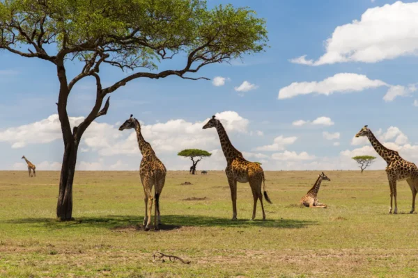 Annual Migration in Masai Mara: A Spectacle of Fauna Movement