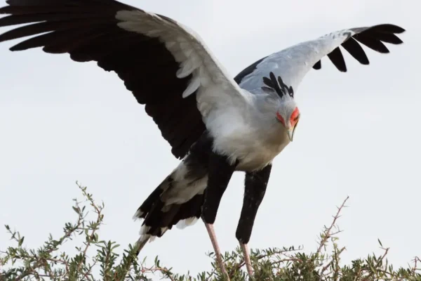 Explore Birdwatching in Masai Mara: A Guide to Its Avian Wonders