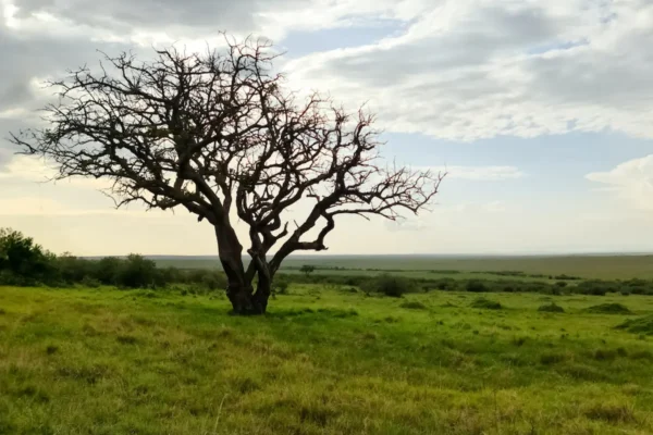 Conserving the Masai Mara: Efforts to Protect Its Unique Biodiversity