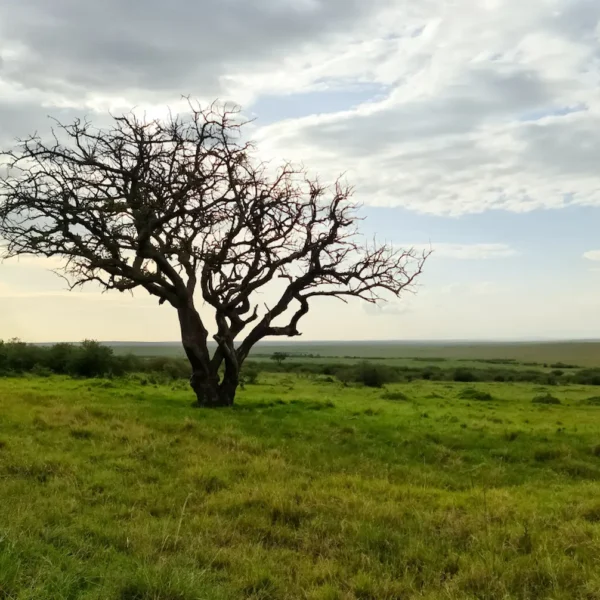 Conserving the Masai Mara: Efforts to Protect Its Unique Biodiversity