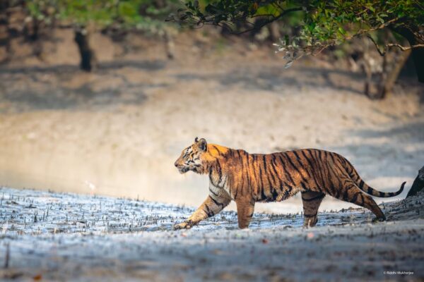 Local Culture and Traditions: The People of the Sundarbans