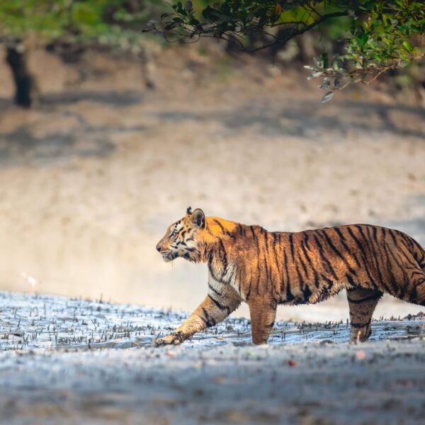 Sundarbans Expedition – 22 to 26 Jan 2025