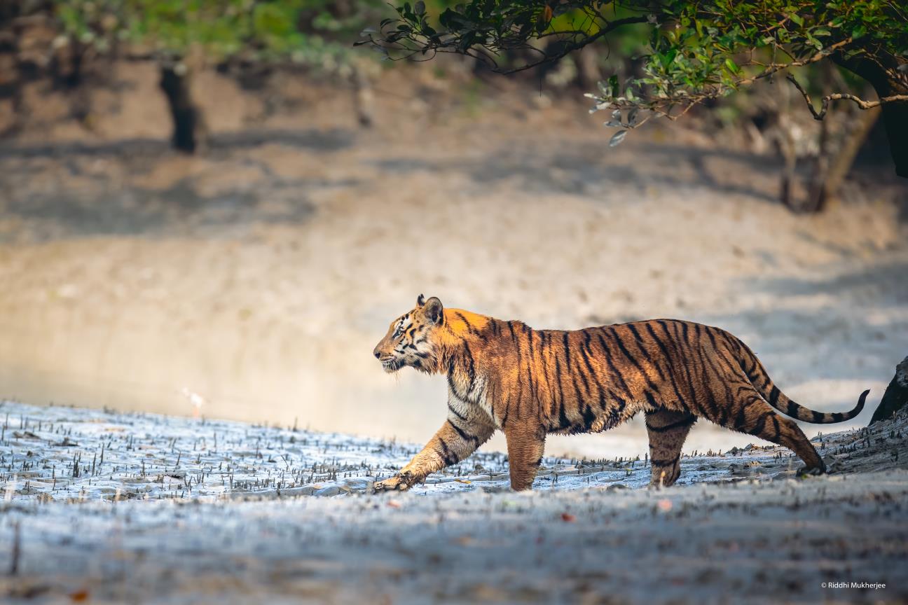 You are currently viewing Local Culture and Traditions: The People of the Sundarbans