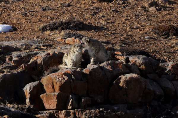 The Science of Snow Leopards: Research and Discoveries in Spiti