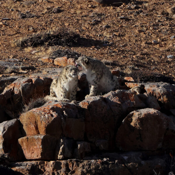 The Science of Snow Leopards: Research and Discoveries in Spiti