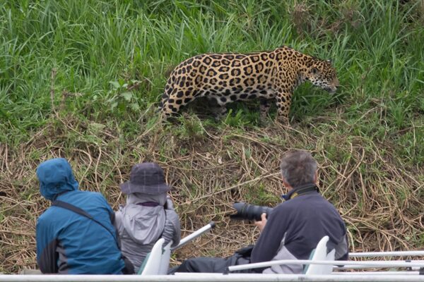 Seasonal Changes: When is the Best Time to See the Jaguars in Pantanal?