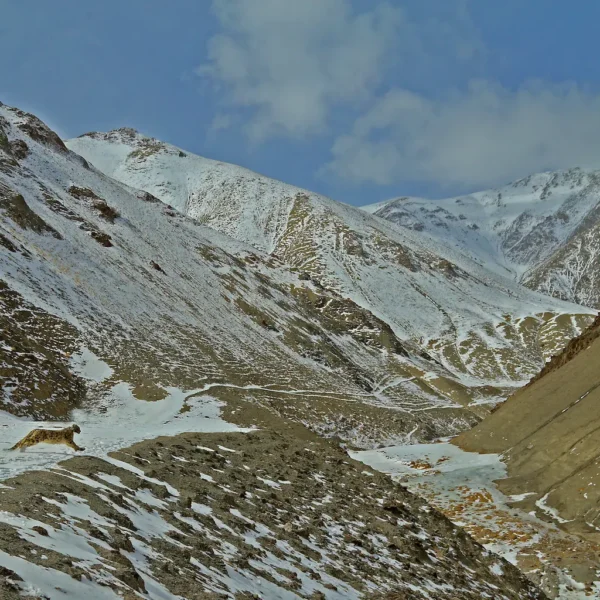 Beyond the Snow Leopard: Exploring the Wildlife and Landscapes of Spiti Valley