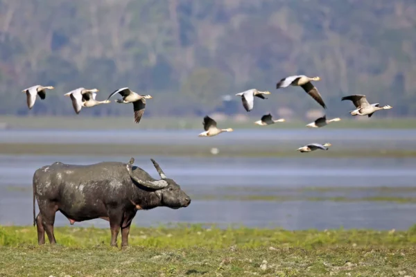 Wildlife Photography Tips: Capturing the Big Five of Kaziranga