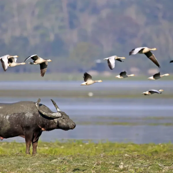 Wildlife Photography Tips: Capturing the Big Five of Kaziranga