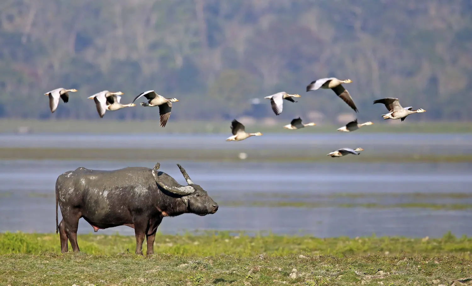 You are currently viewing Wildlife Photography Tips: Capturing the Big Five of Kaziranga