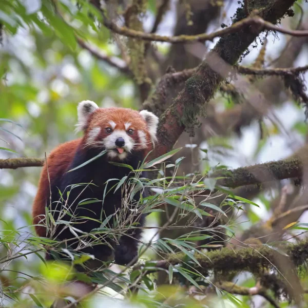 Tracking the Red Panda: A Wildlife Adventure in Singalila