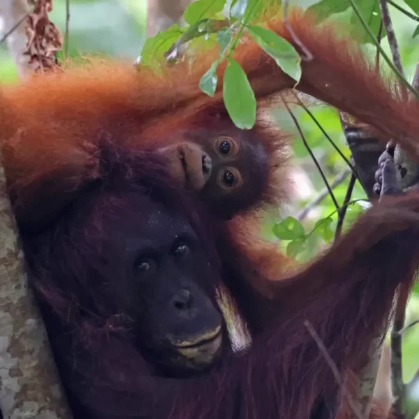 Exploring Borneo: Why Small Group Tours Offer the Best Experience