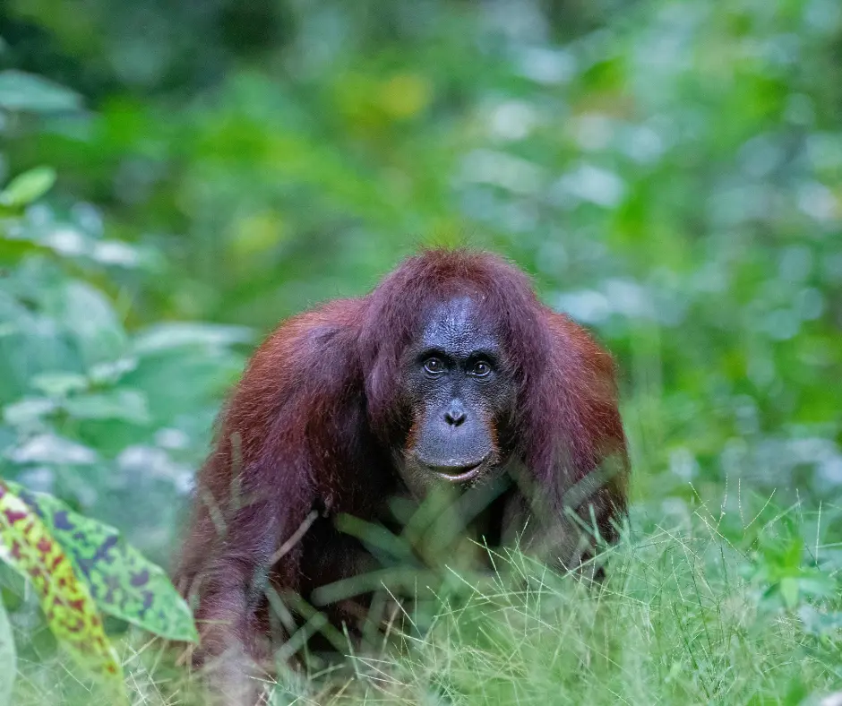 Borneo small group tours