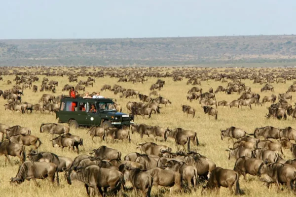 Masai Mara Tours vs Other Safari Destinations: What Makes the Mara Truly Unique