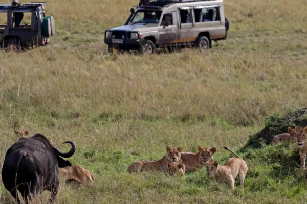 Wildlife Encounters in the Masai Mara: A Photographer’s Dream