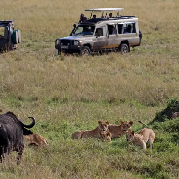 Wildlife Encounters in the Masai Mara: A Photographer’s Dream