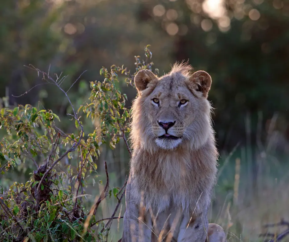 Kenya safaris