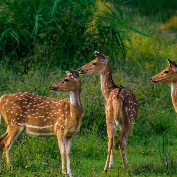 Kanha Expedition