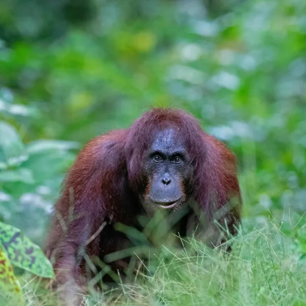 The Magic of Borneo: Small Group Tours for Nature Enthusiasts