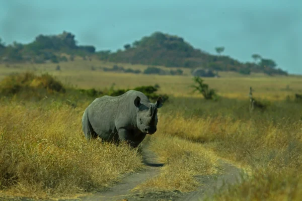 A Day in the Life on a Masai Mara Tour: What to Expect During Your Safari