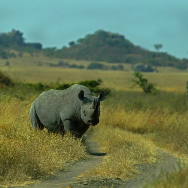 A Day in the Life on a Masai Mara Tour: What to Expect During Your Safari