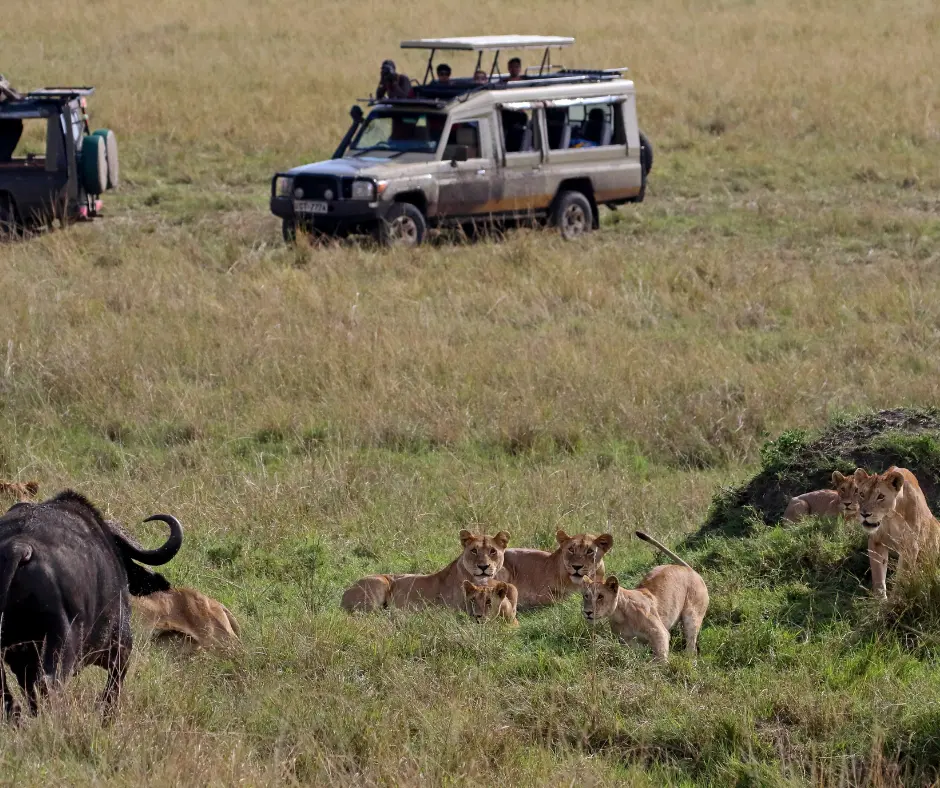 Masai Mara Tours, kenya african safari