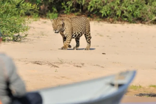 Sri Lanka’s Wildlife Wonders: Why Wilpattu National Park Should Be on Your Bucket List